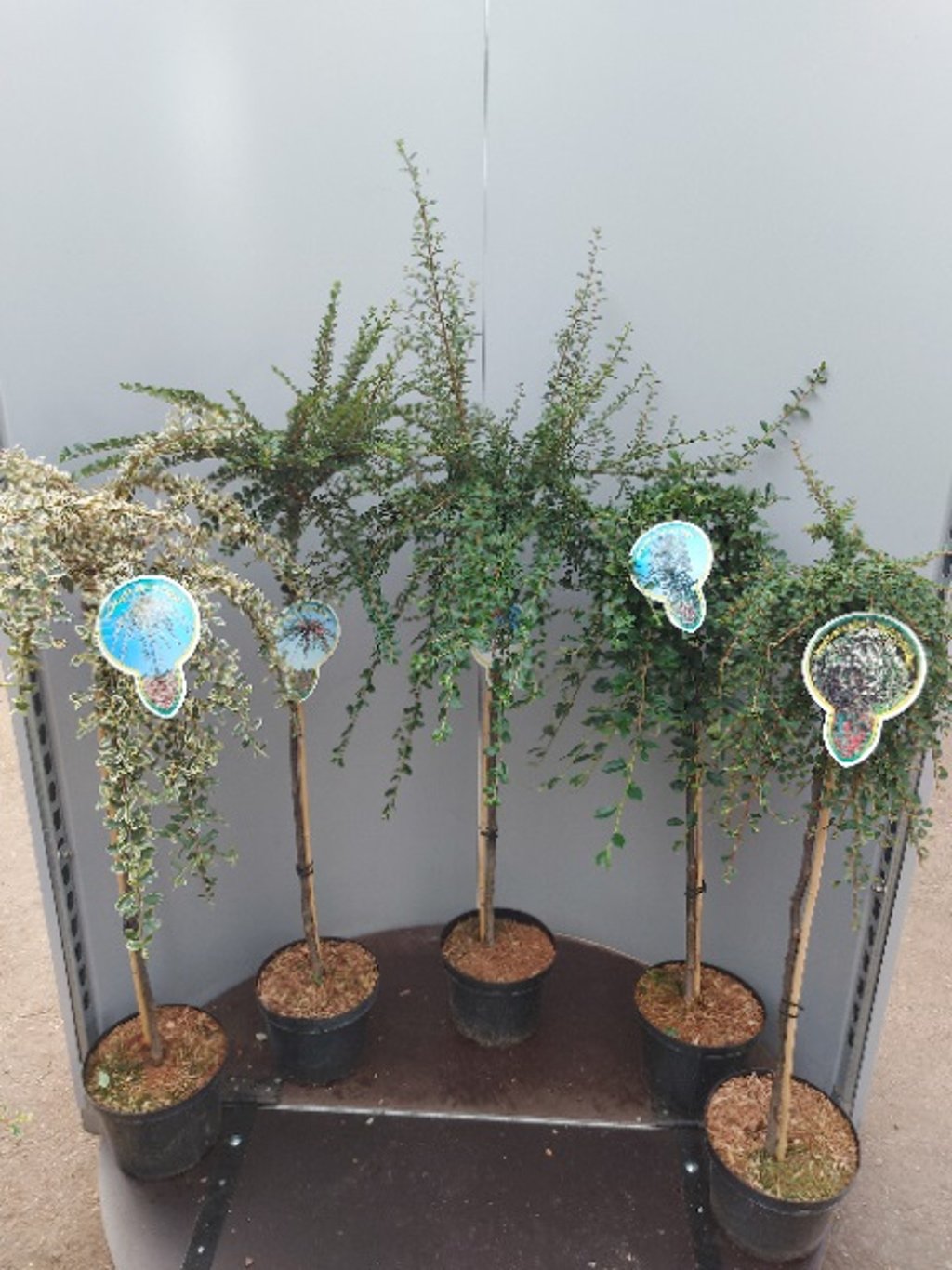 Cotoneaster horizontalis - 80 CM Stem C5